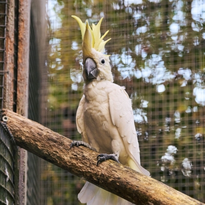 Kleine geelkuifkaketoe - De Zonnegloed - Dierenpark - Dieren opvangcentrum - Sanctuary